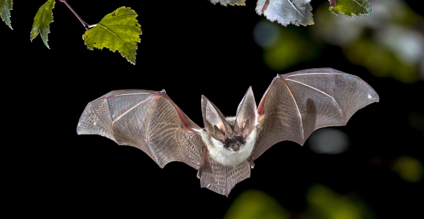 Animation "Fascinantes Chauves-souris" avec la LPO à Lille