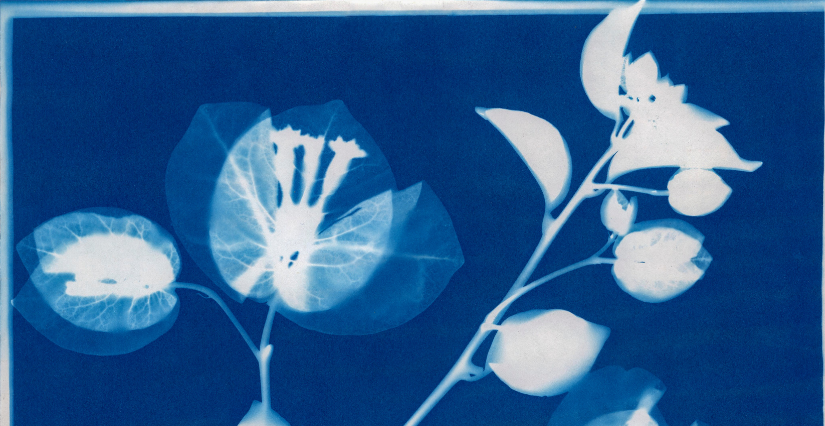 Atelier de cyanotype en famille "L'art de la lumière et des plantes" au Jardin des Plantes de Lille