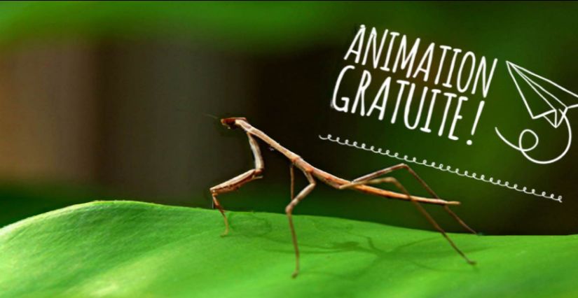 Animation gratuite autour des insectes à Cité Nature Arras | Kidiklik