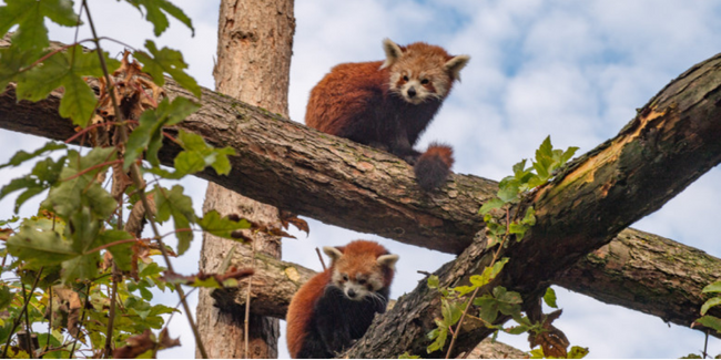 Le Zoo de Lille en famille - voir des animaux en centre-ville