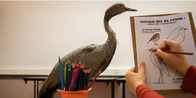 Observe et dessine - MHN Lille