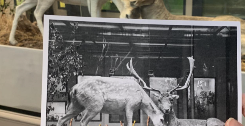 Agenda vacances Musée d'Histoire Naturelle hors les murs à Lille