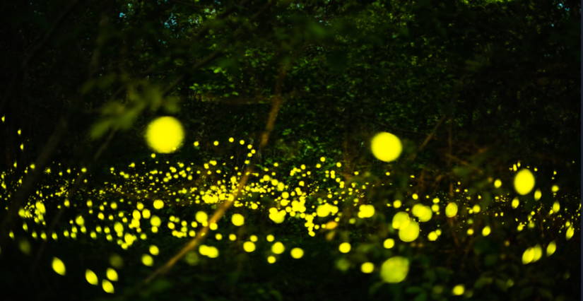 "Balade contée nocturne dans la forêt", Rendez-vous nature à Ors, avec le Département du Nord