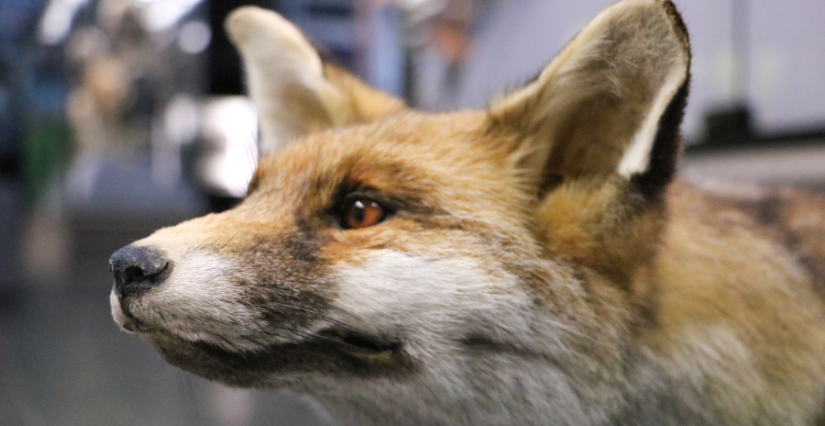 Atelier "Mon nez, sa truffe" à la Médiathèque du Vieux-Lille