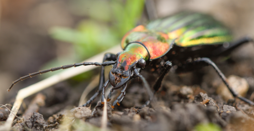 Animation "Les petites bêtes du sol" au Jardin Jeanne Barret à Lille