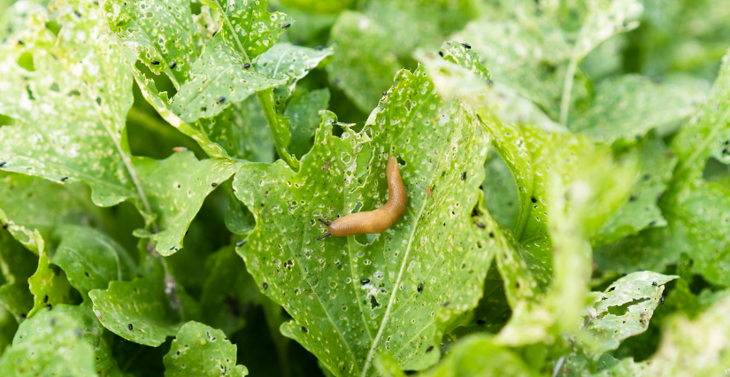 Animation "Escargots en Cie : à la rencontre des petites bêtes du jardin" au Jardin des coccinelles à Lille