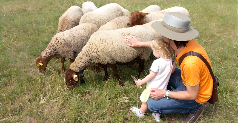Animation "Tonds ton mouton" au Musée de Plein à Villeneuve d'Ascq
