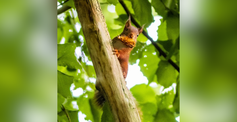 Animation "À la rencontre de la biodiversité" au parc de la Citadelle de Lille