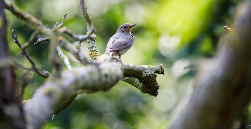 Promenade ornithologique au parc de la Citadelle de Lille