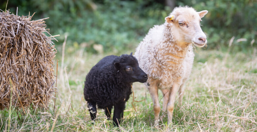 Tonte des moutons "Dessine-moi un mouton" à la Ferme pédagogique Marcel Dhénin à Lille