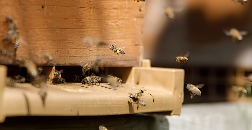 Journée mondiale des abeilles au Jardin des Plantes de Lille