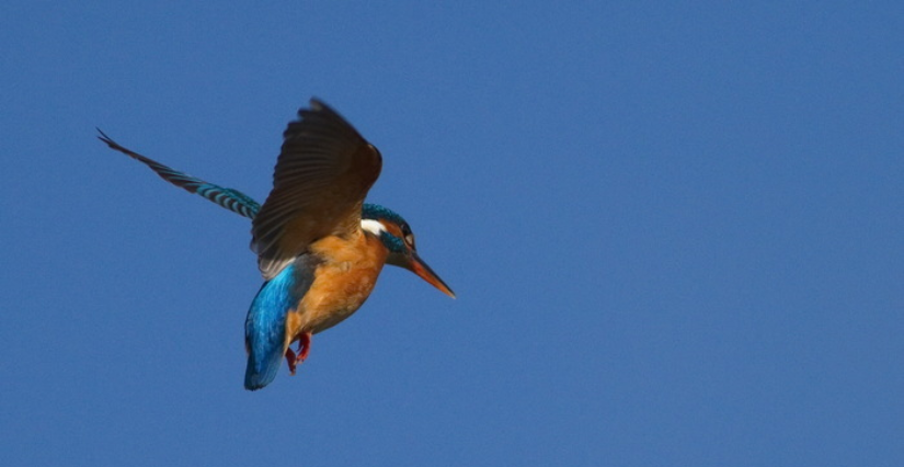 Balade naturaliste "peinture dans les airs" aux Prés du Hem à Armentières