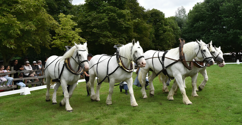 Journée en famille "Les amis du cheval" au Musée de plein Air de Lille